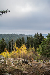 Fototapeta premium forest in the mountains