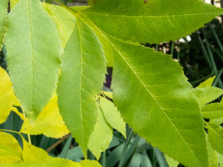 Colorful autumn leaves on branch