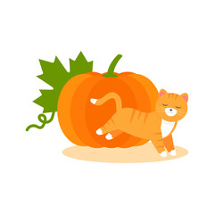 This is a cute cat and pumpkin on a white background.