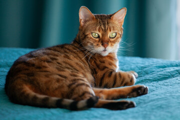 portrait of bengal cat looks into the camera