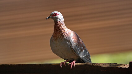Speckled pigeon (Columba guinea) perched on a fence in a backyard in Pretoria, South Africa
