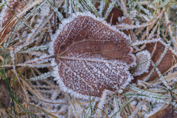 Hoarfrost on the grass and leaves in the morning, November