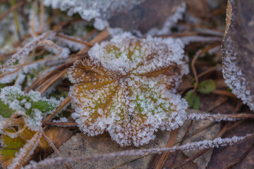 Hoarfrost on the grass and leaves in the morning, November