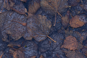 Autumn leaves are frozen in a puddle