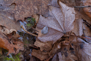 Hoarfrost on the grass and leaves in the morning, November