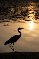 heron at sunset
