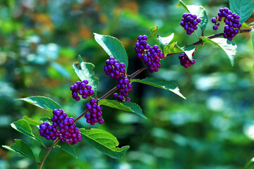 秋になり紫色の実をつけたムラサキシキブ