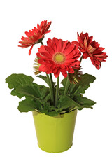 Gerbera rouge en pot