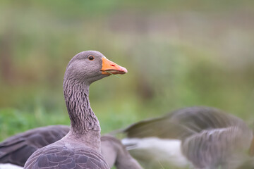 Greylag goose with grass in beak, Norfolk, England