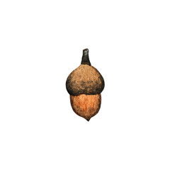 acorn isolated on white