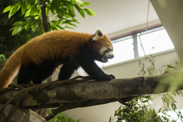 レッサーパンダ