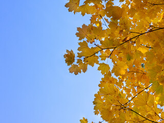 Colorful autumn leaves on tree branch. Golden autumn foliage leaves background with copy space.