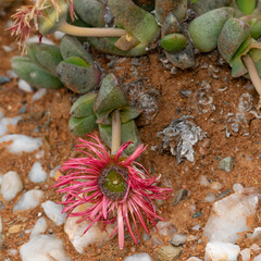 Vygie with red flower and white quarts pebbles in Kersvlakte, South Africa