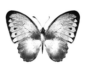 Fototapeta na wymiar Black and white watercolor butterfly , isolated on the white background