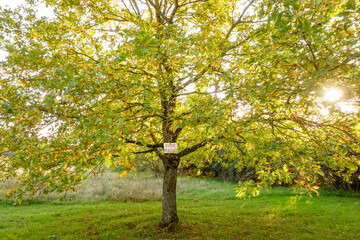 Naklejka premium Warning sign placed in a tree. Hunting sign written in French on a old rusty sheet of metal, Chasse Réservée, Reserved Hunting. France.