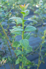 Clouse up of green leaves of a field