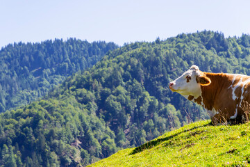 Fototapeta na wymiar In the right side of a picture, a red-white cow lies freely on a meadow in mountains, hills covered with forest are in the blurred background. Organic food and dairy products concept.