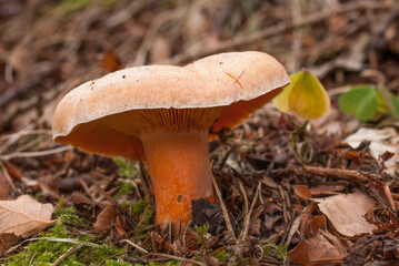  Fungo del sangue(Lactarius deterrimus Groger)edibile.