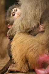 Majestic hamadryas baboon in captivity. Wild monkeys in zoo. Beautiful and also dangereous animals. African wildlife in captivity. 