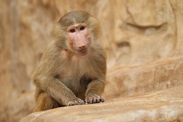 Majestic hamadryas baboon in captivity. Wild monkeys in zoo. Beautiful and also dangereous animals. African wildlife in captivity. 