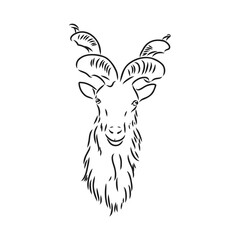 the head of a goat with large screw horns and thick hair looks straight full-face, sketch vector graphics monochrome illustration on a white background