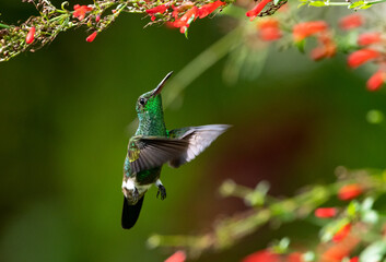 A brightly lit Copper-rumped hummingbird, Amazilia tobaci, feeding on red Antigua Heath flowers with a dark background.