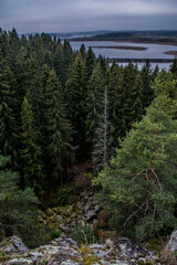 Obraz premium forest in the mountains