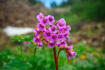 Fototapeta premium Beautiful mountain flowers in the Siberian mountains Sayans