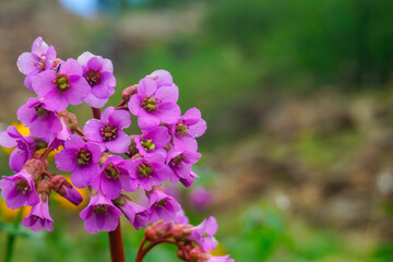 Beautiful mountain flowers in the Siberian mountains Sayans