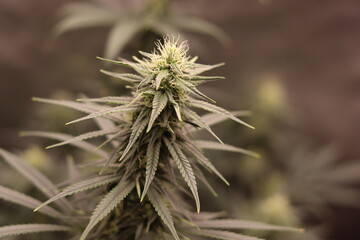 Blue Dream Medical Cannabis Plant, finishing up nicely. 