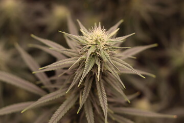 Blue Dream Medical Cannabis Plant, finishing up nicely. 