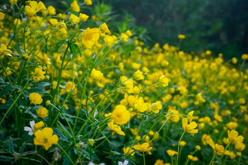 Beautiful mountain flowers in the Siberian mountains Sayans