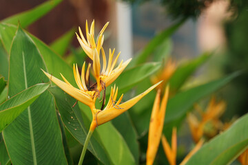 Obraz premium Bird of paradise colour yellow with green background. 