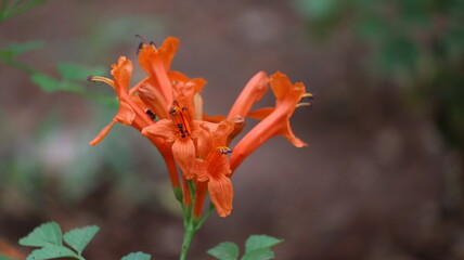 Pyrostegia venusta, Bignoniaceae, Orange trumpet, Flame flower, Fire-cracker vine orange flower on...