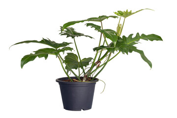 Philodendron Golden dragon with aerial roots growing in black plastic pot isolated on white background included clipping path.