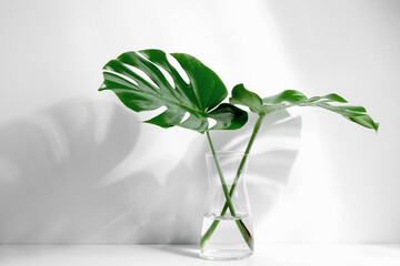 Tropical palm leaves Monstera in glass vase with sunlight and shadow on wall. © prime1001