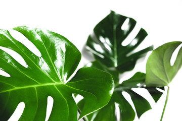 Tropical palm leaves Monstera isolated on white background. Flat lay, top view, copy space © prime1001