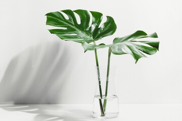 Tropical palm leaves Monstera in glass vase with sunlight and shadow on wall.