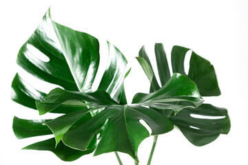 Naklejka na ściany i meble Tropical palm leaves Monstera isolated on white background. Flat lay, top view, copy space