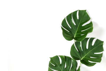 Tropical palm leaves Monstera isolated on white background. Flat lay, top view, copy space