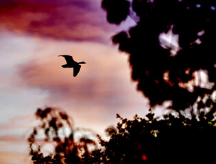 Surreal view of black shilouette of flying goose against purple sky behind blurred leaves of bushes