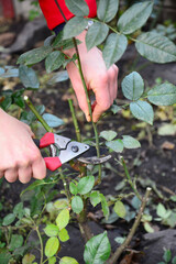 Rose pruning in autumn. A man is cutting off the top third, pruning roses to prepare them for winter.