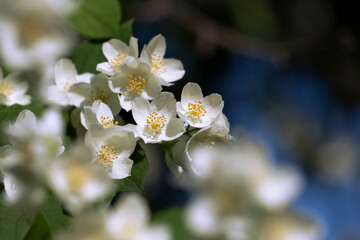 Branch of fresh white jasmine on dark background.