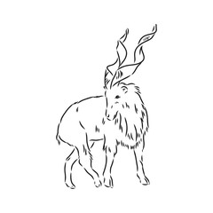 the head of a goat with large screw horns and thick hair looks straight full-face, sketch vector graphics monochrome illustration on a white background