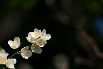 Branch of fresh white jasmine on dark background.