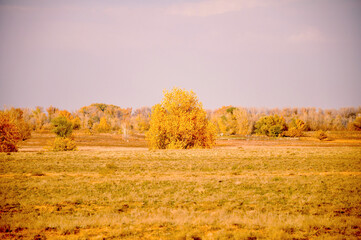 Obraz premium Золотая осень в пойме реки Волга