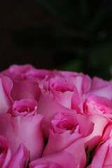 Bouquet of pink rose flowers
