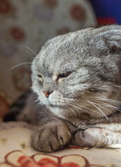 A cat of the breed "Scottish fold" on a chair close-up