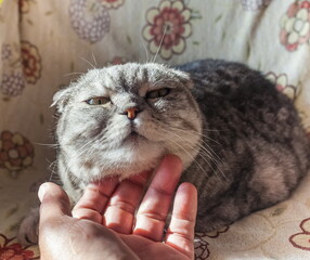 A cat of the "Scottish fold" breed on a chair and a man's hand in close-up