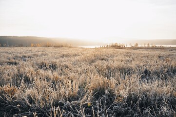 field of wheat